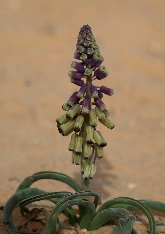 Muscari longipes subsp. negevense