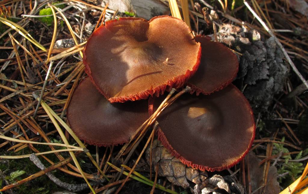 Cortinarius semisanguineus - Паутинник кровяно-красноватый