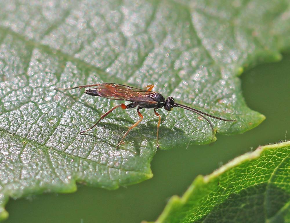 Ichneumonidae184