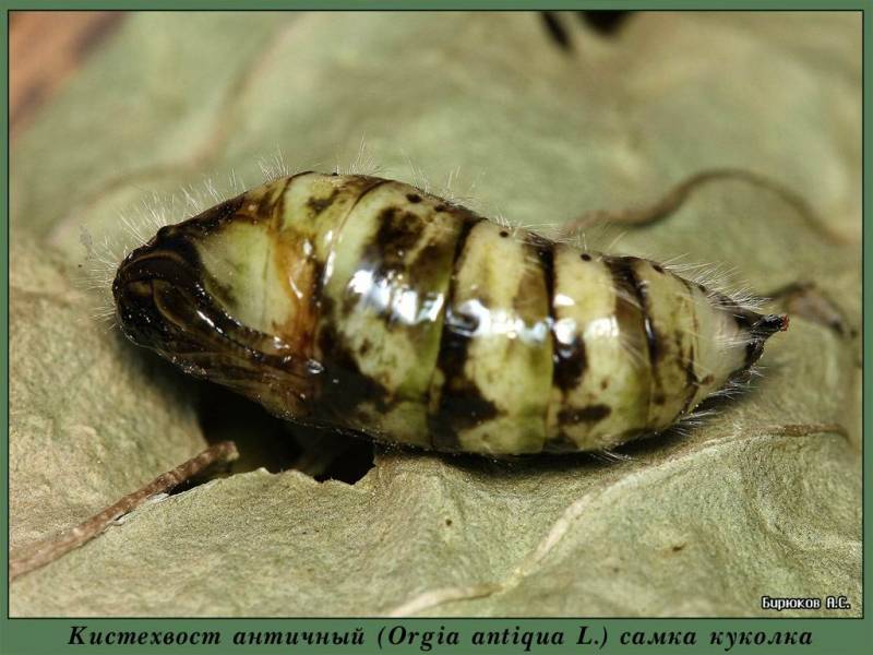 Orgyia antiqua - Волнянка античная (кистехвост обыкновенный)