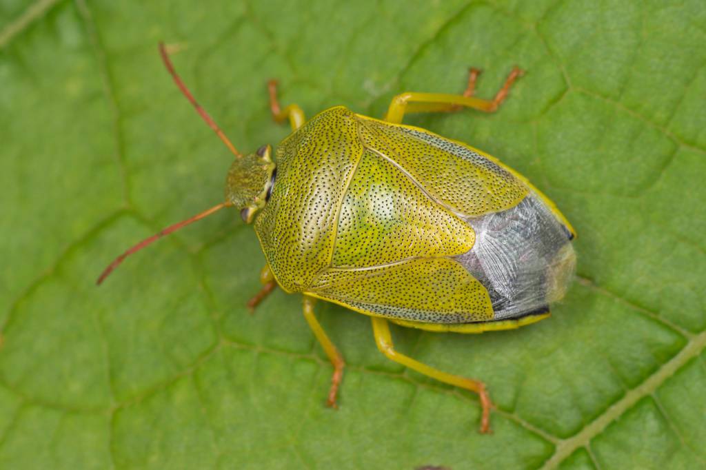 Piezodorus lituratus - Щитник люцерновый