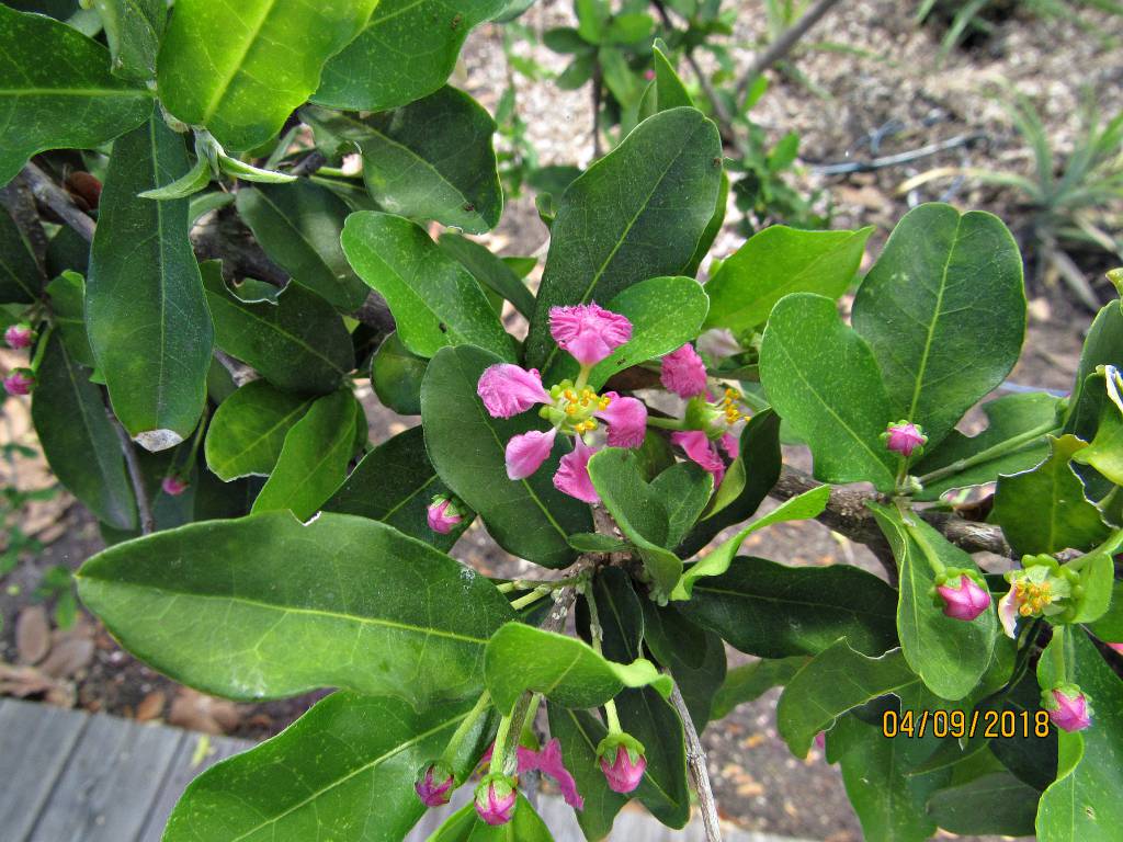 Malpighia emarginata - Барбадосская вишня, Ацерола