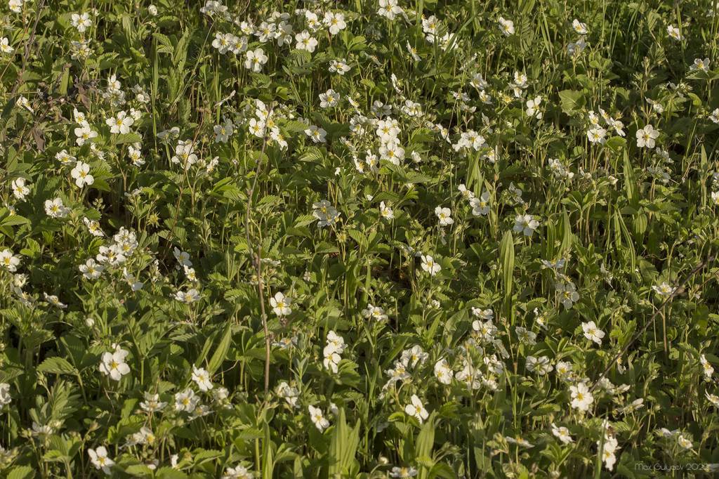 Fragaria viridis subsp. campestris - Земляника равнинная