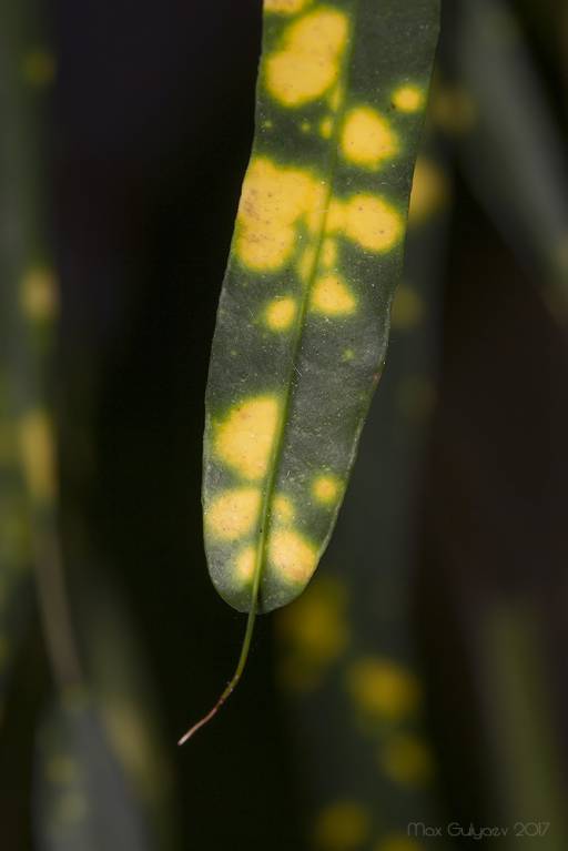 Codiaeum variegatum - Кодиеум пёстрый