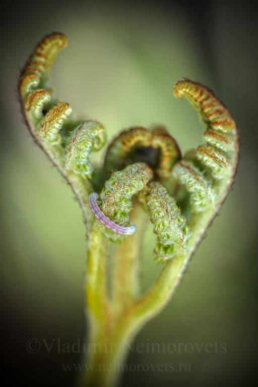 Pteridium aquilinum - Орляк обыкновенный, Щитовник австрийский