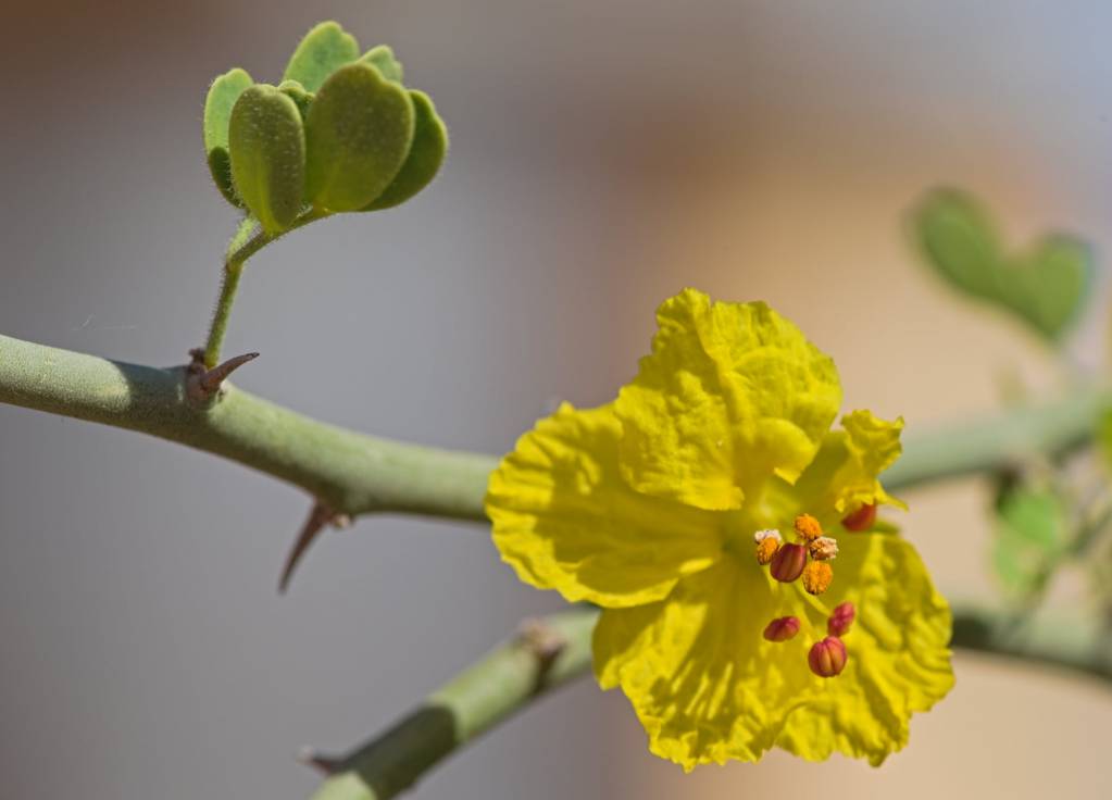 Parkinsonia florida - Паркинсония цветущая