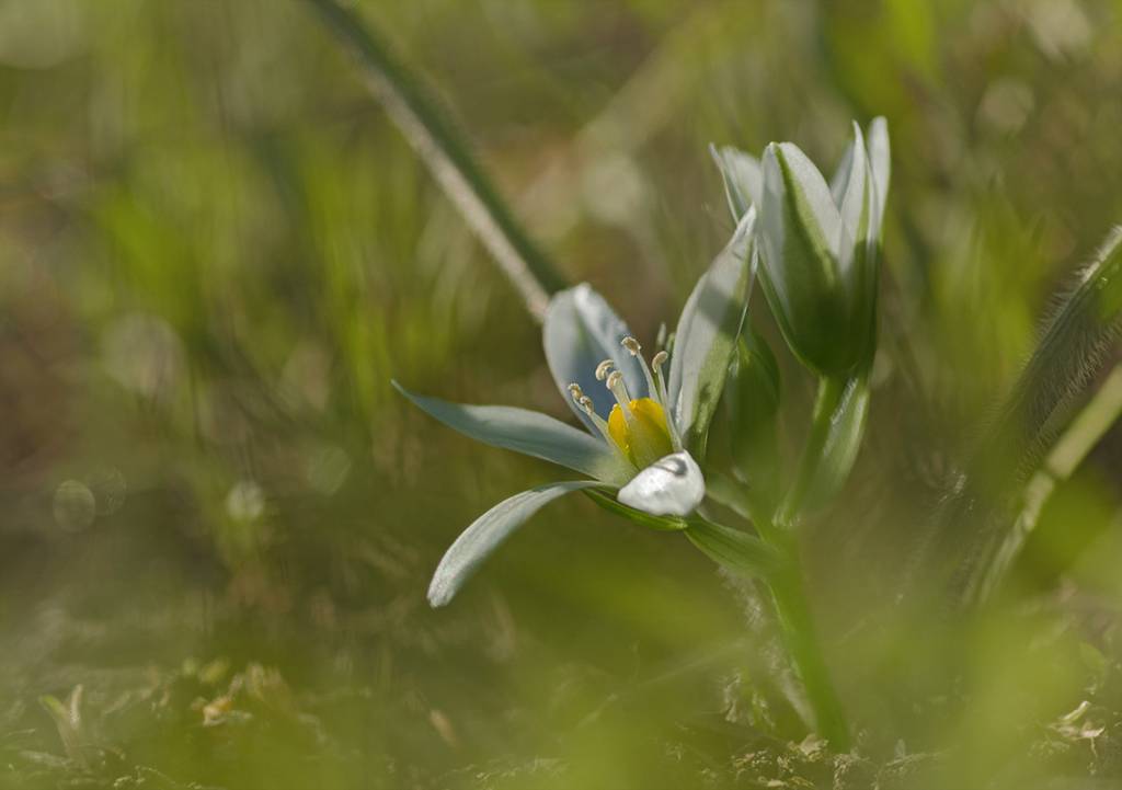 Ornithogalum fimbriatum Willd. - Птицемлечник бахромчатый