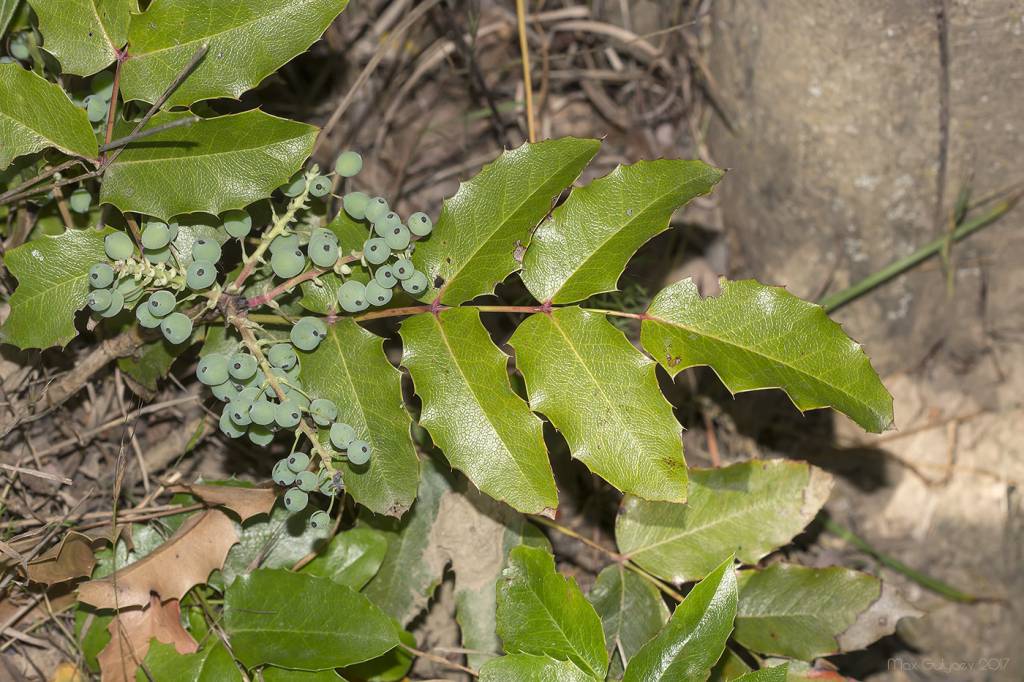 Mahonia aquifolium - Магония падуболистная