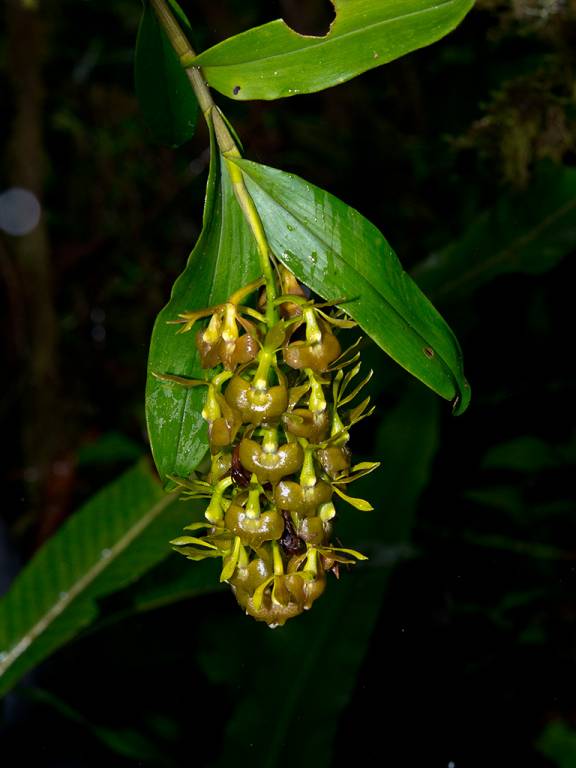 Epidendrum carchiense