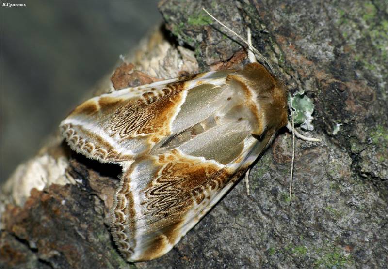 Habrosyne pyritoides - Совковидка малинная