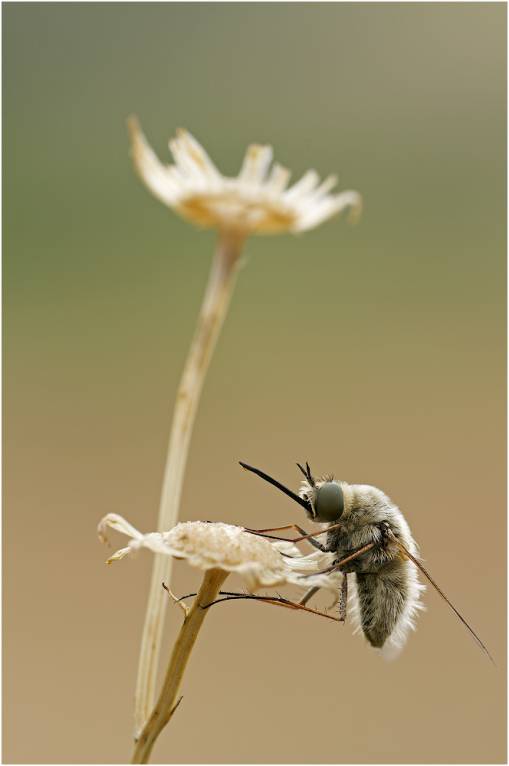 Карточка с сухим цветочком и длинноносой мухой
