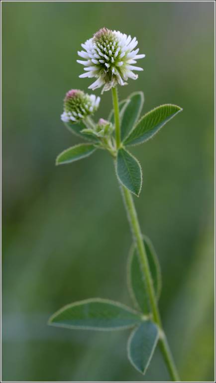 Trifolium montanum - Клевер горный, или белоголовка