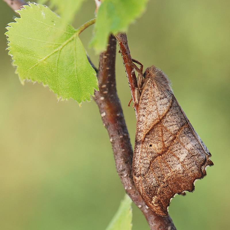 Falcaria lacertinaria - Серпокрылка березовая сухолистная (Сухой лист, зубцекрылая)