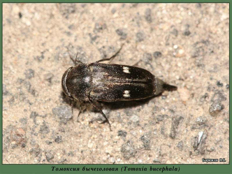 Tomoxia bucephala - Томоксия бычеголовая