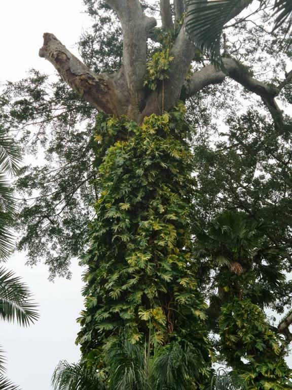 Ceiba pentandra - Хлопковое дерево