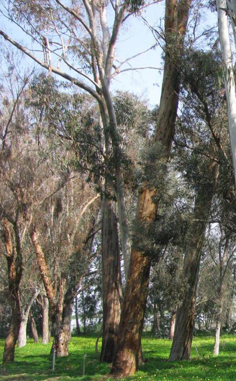 Eucalyptus cladocalyx