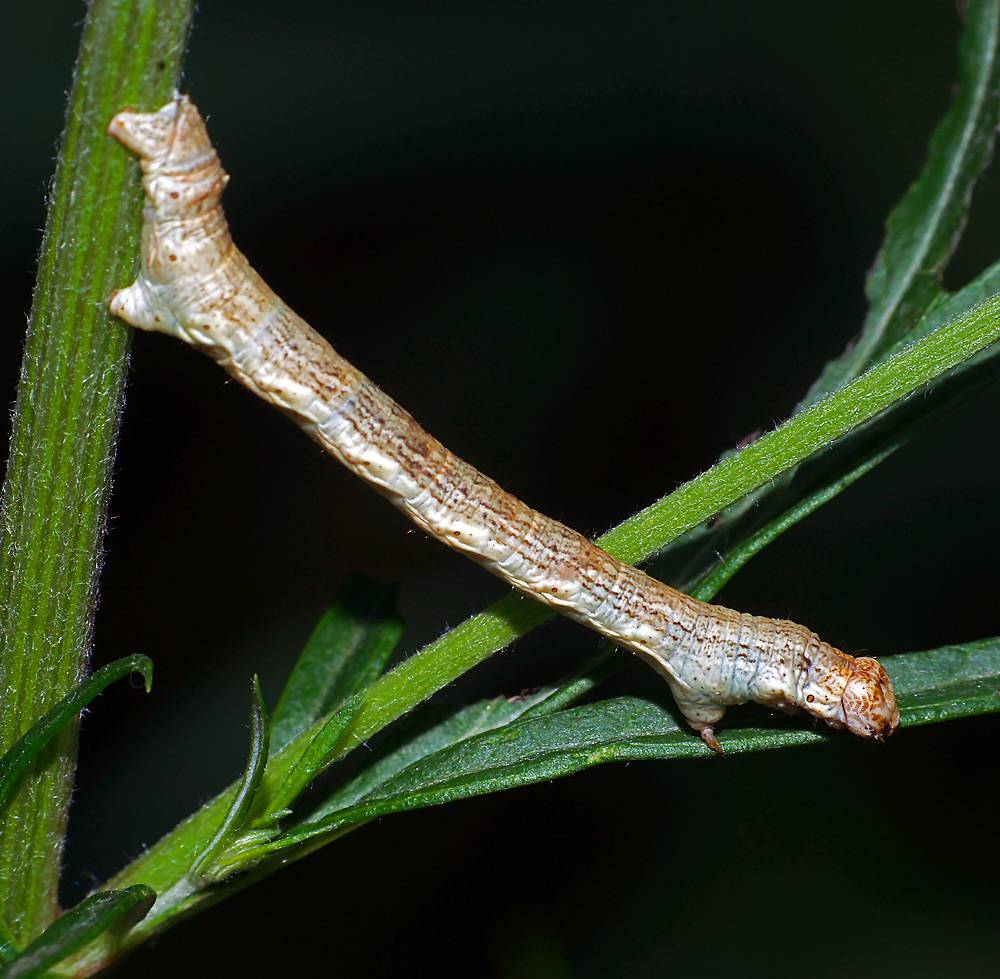 Ectropis crepuscularia - Пяденица дымчатая сумеречная (пихтовая)