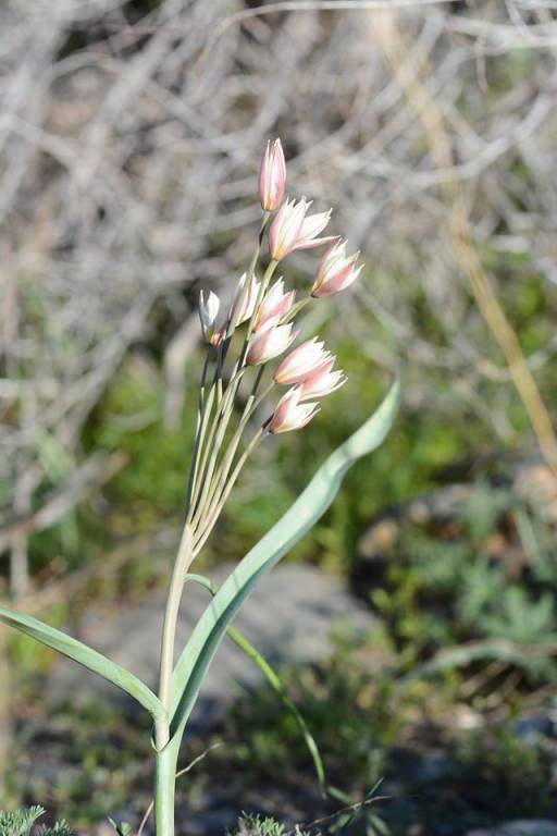 Tulipa bifloriformis - Тюльпан ложнодвуцветковый