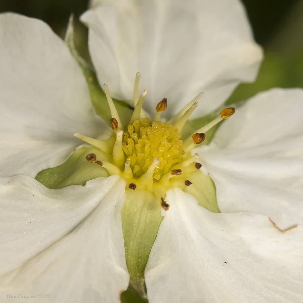 Fragaria viridis subsp. campestris - Земляника равнинная