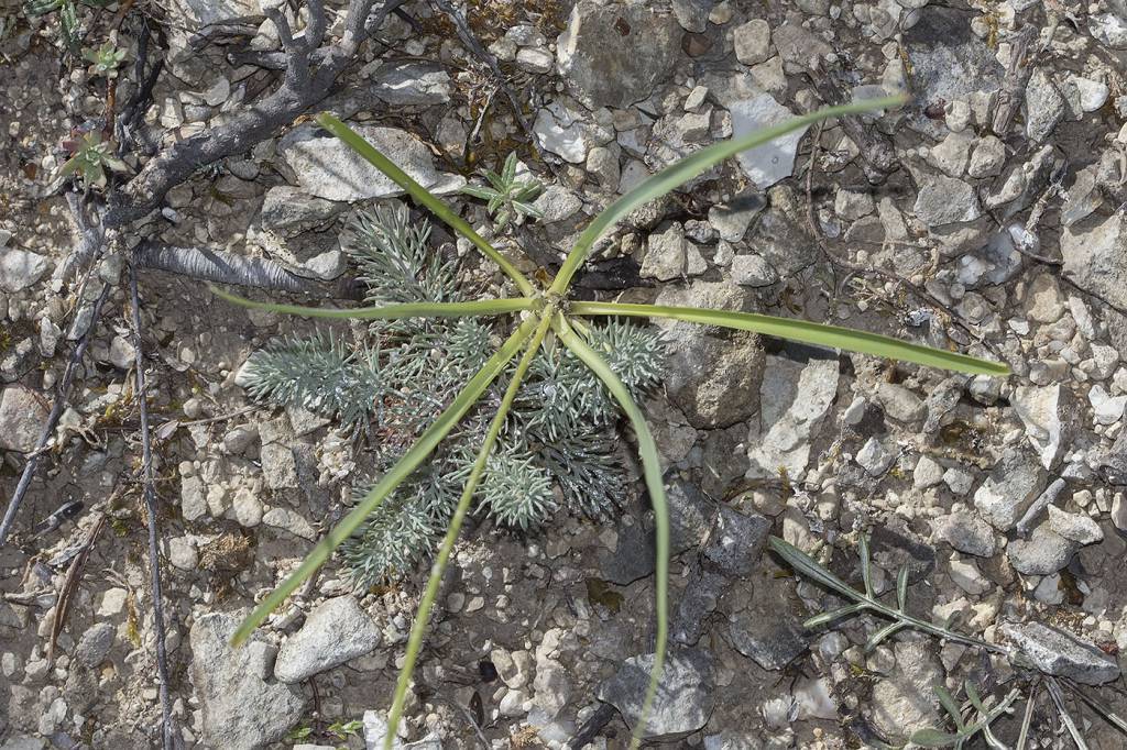 Anthericum ramosum - Венечник ветвистый