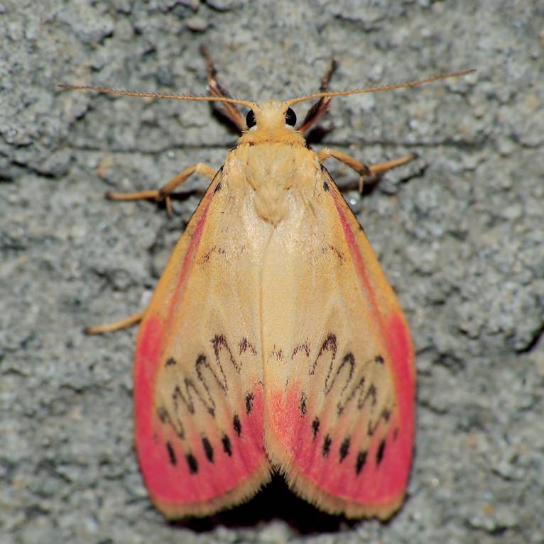 Miltochrista miniata - Лишайница розовая (киноварная)