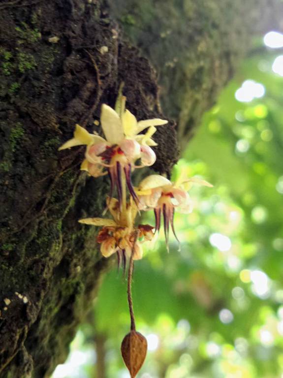 Theobroma cacao - Какао, или Шоколадное дерево