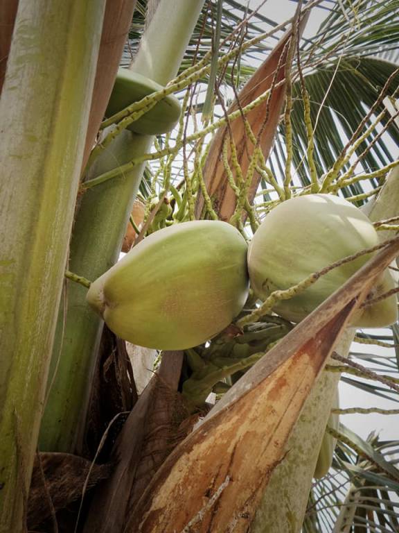 Cocos nucifera - Кокосовая пальма