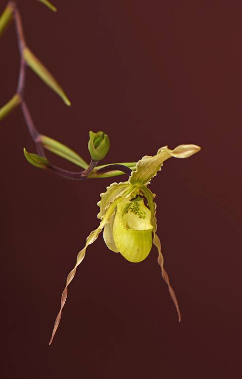 Phragmipedium × richteri