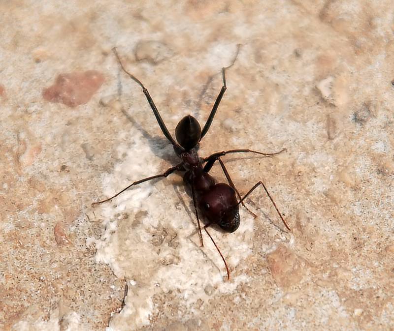 Большой муравьишка