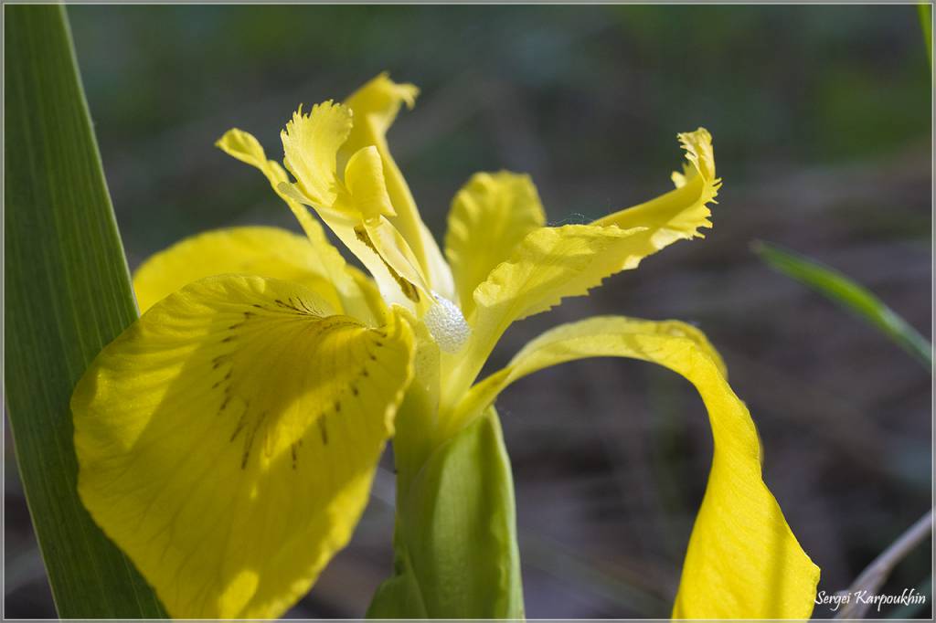 Iris pseudacorus - Ирис ложноаировый, Ирис жёлтый, Ирис болотный