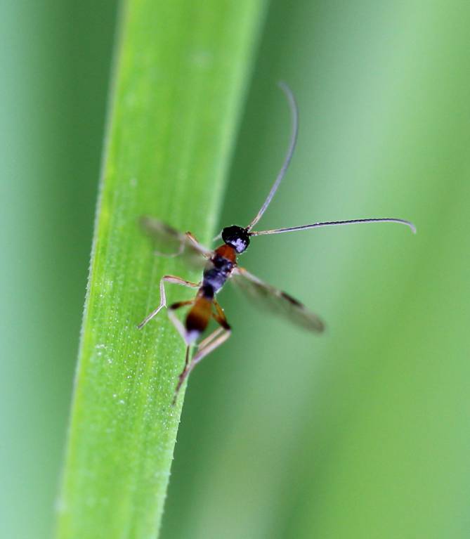 Ichneumonidae1571