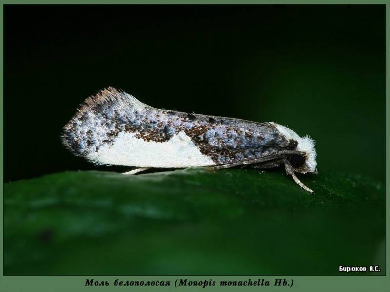 Monopis monachella
