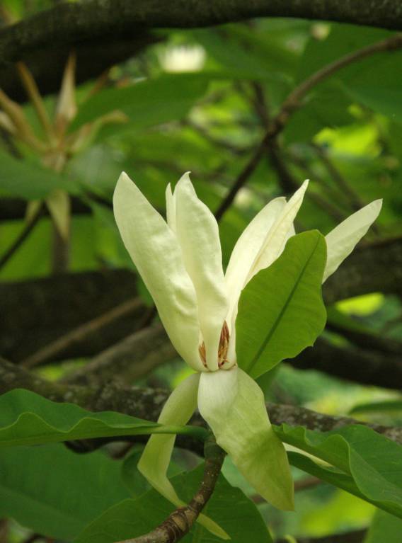 Magnolia tripetala - Магнолия трёхлепестная