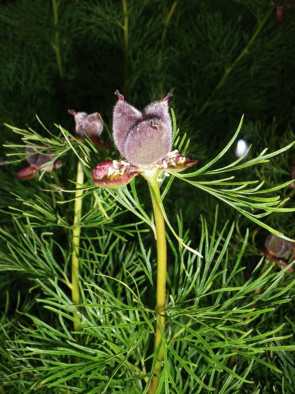Paeonia tenuifolia - Пион узколистный, или Пион тонколистный