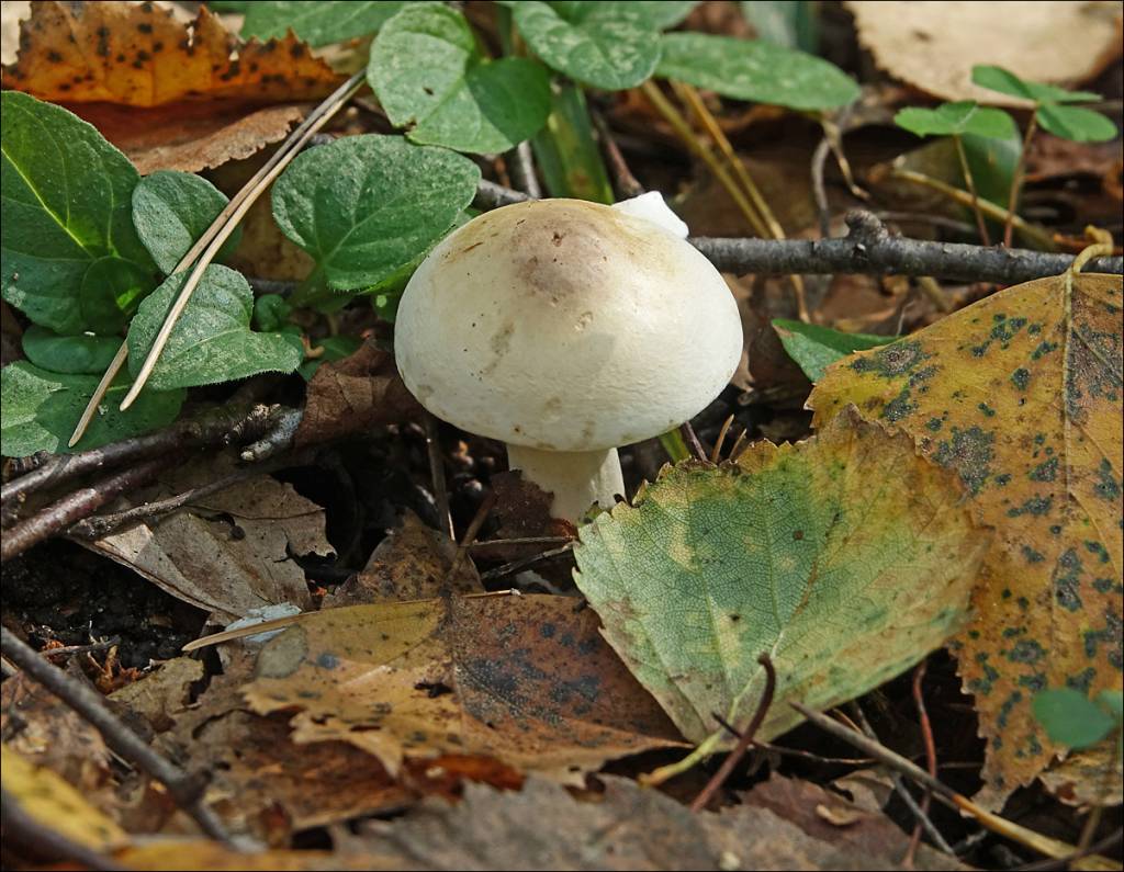 Tricholoma stiparophyllum - Рядовка частопластинковая