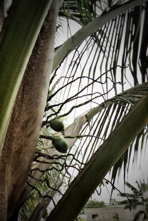 Cocos nucifera - Кокосовая пальма