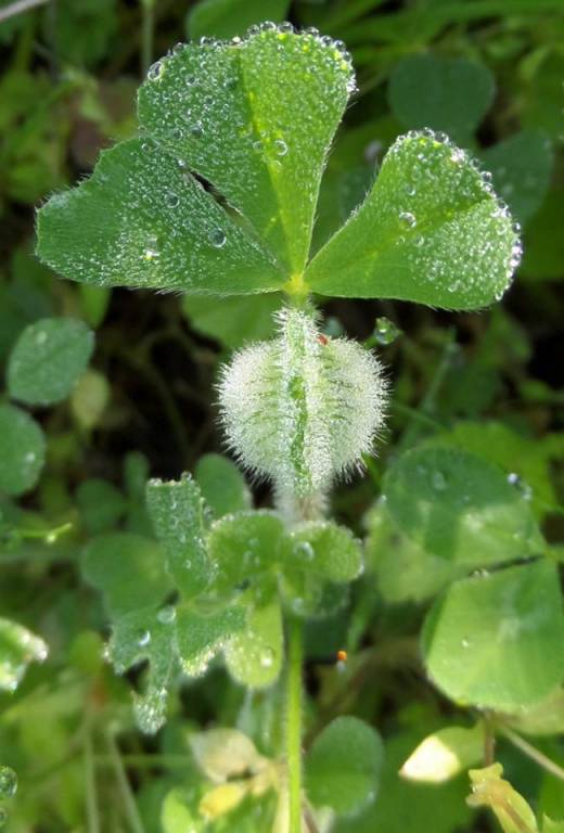 Trifolium stellatum - Клевер звёздчатый