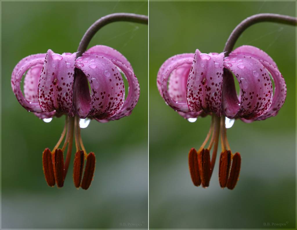 Lilium martagon - Лилия кудреватая