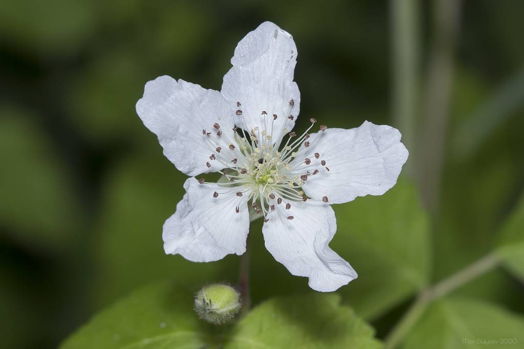 Rubus caesius - Ежевика сизая