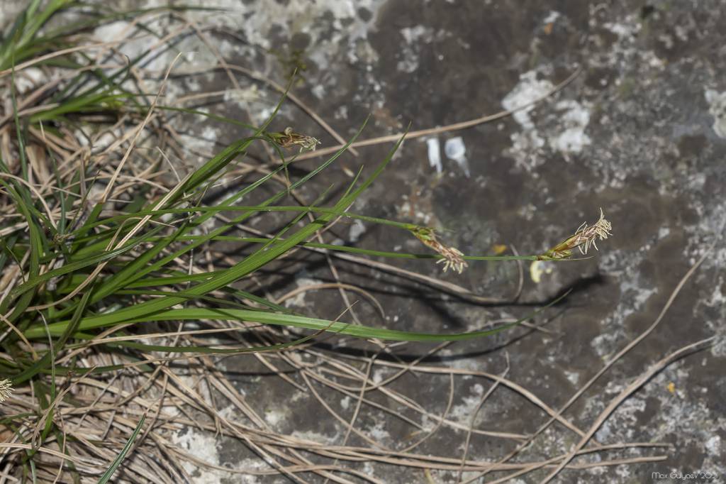 Carex halleriana - Осока Галлера