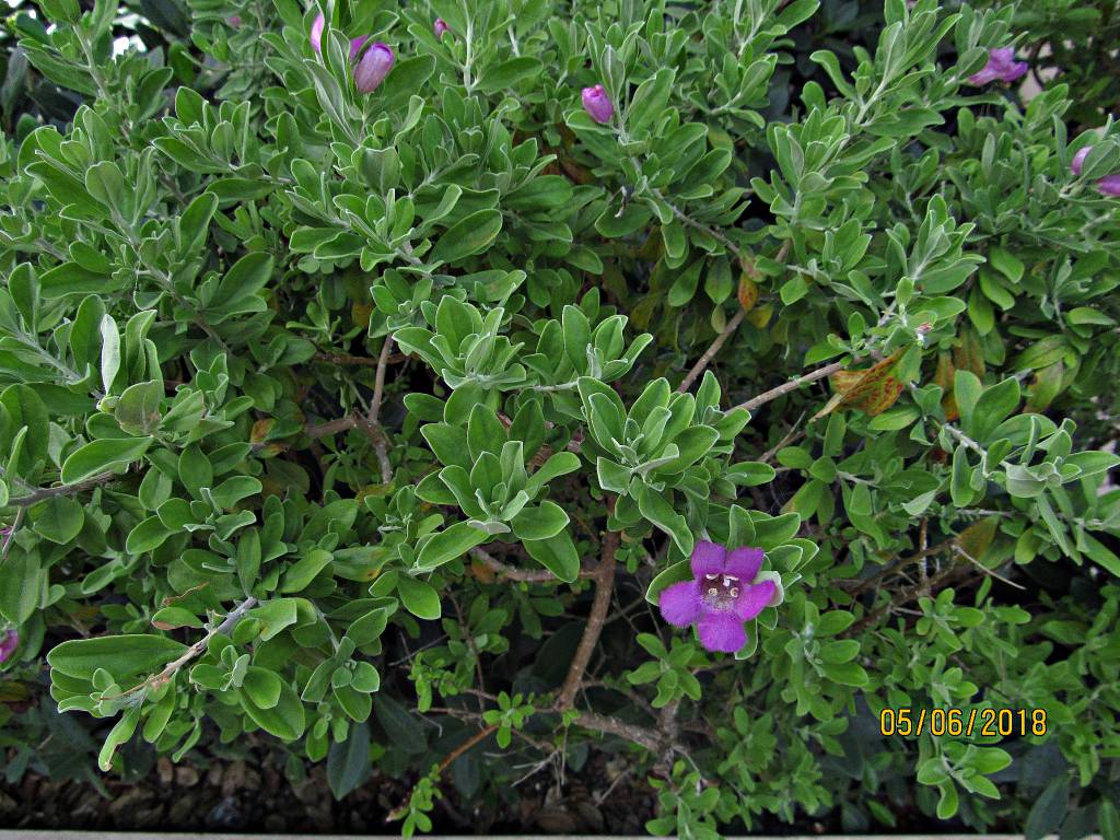 Leucophyllum frutescens - Леукофиллум кустарниковый