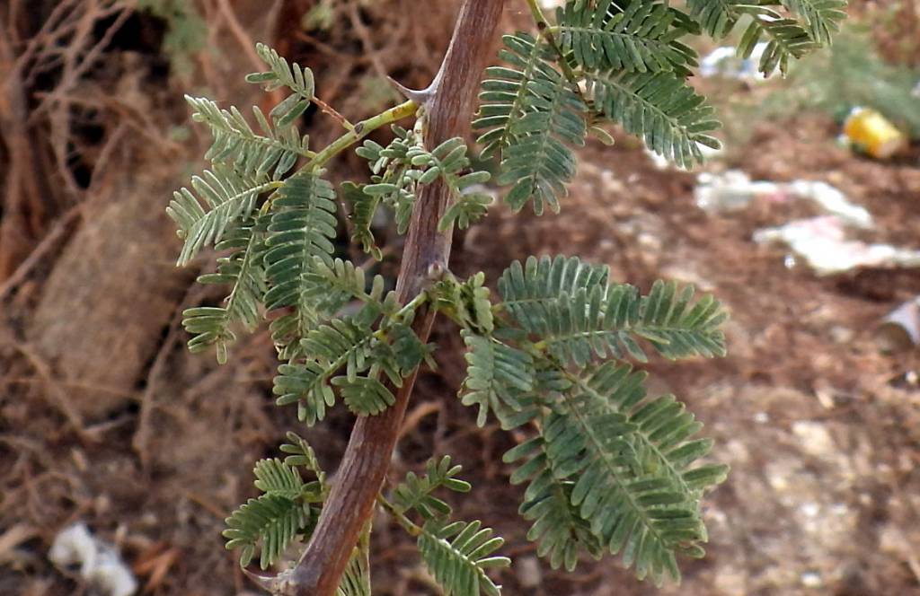 Acacia pachyceras - Акация толсторогая