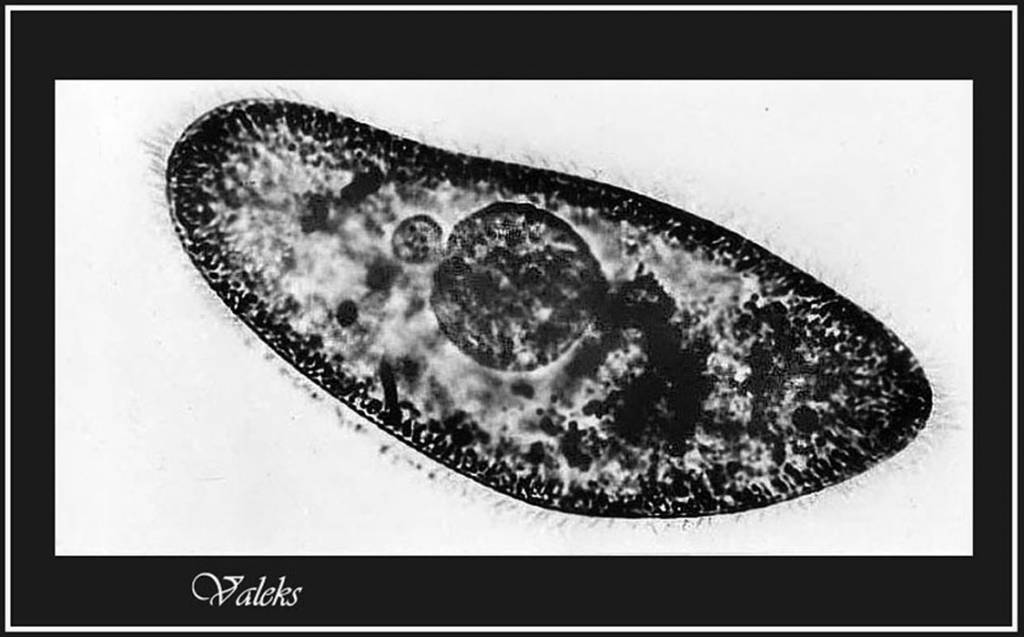 Paramecium caudatum - Инфузория-туфелька, парамеция хвостатая
