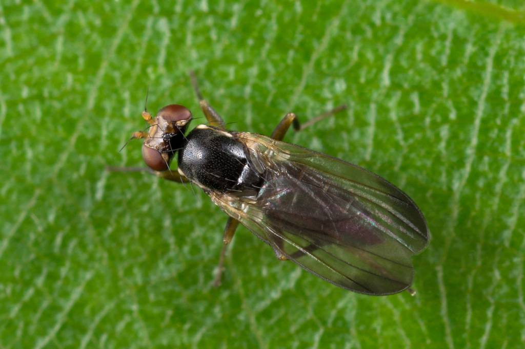 Clusiodes apicalis