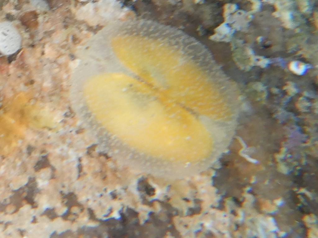 Неизвестный моллюск с внутренней двустворчатой раковиной