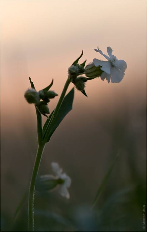 Silene latifolia subsp. alba - Дрёма белая или смолевка белая