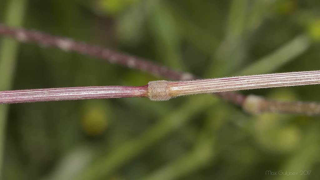 Bromus arvensis - Костёр полевой
