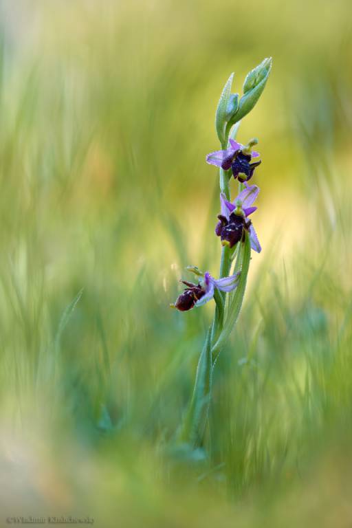 Ophrys oestrifera - Офрис оводоносная