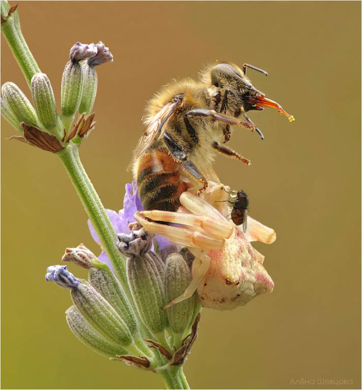 Бокоход и пчела