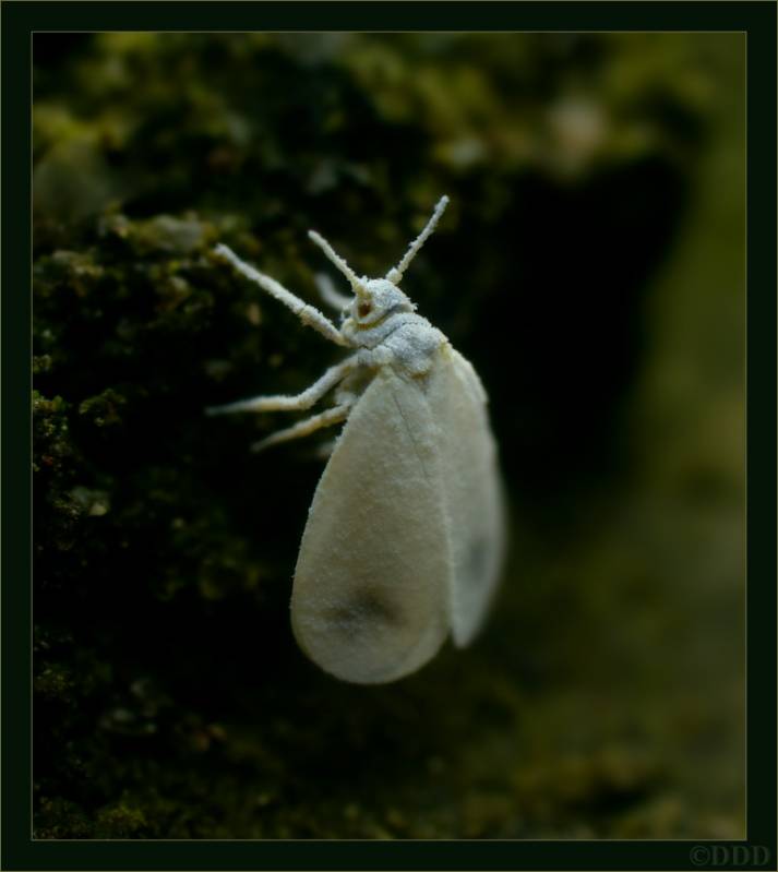 Белокрылка Aleyrodes lonicerae? (Walker, 1852) одинокая...